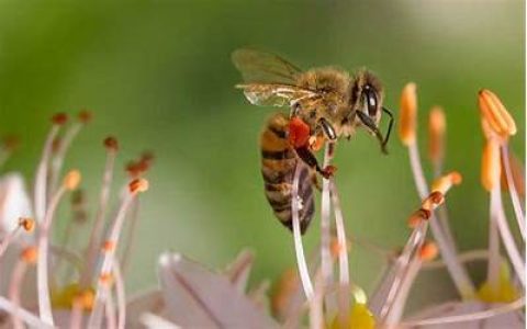 蜜蜂的特点 蜜蜂的特点和精神