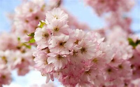 春天常见的昆虫5种 十二种春天常见的花